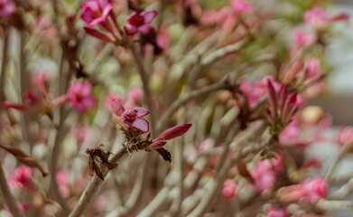 ornamental plants in the city