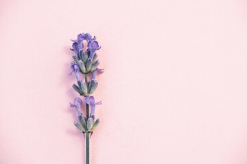 A branch of fresh lavender on a pink background. Top view, space for text.