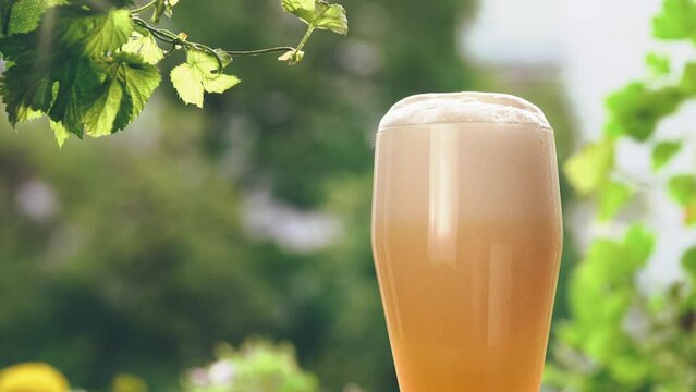 Fresh cold beer in a glass against green garden background. Oktoberfest concept