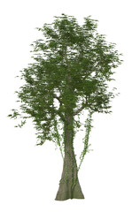 Tropical Rain Forest Tree 3D Illustration, Image 4 of a series