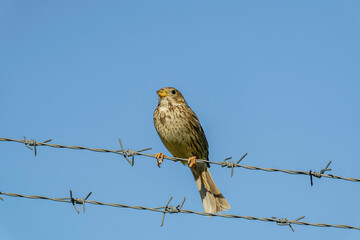 Corn Bunting (Emberiza calandra) perched on fence wire