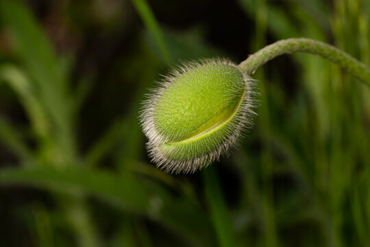 Closed fresh and green poppy flower bud.