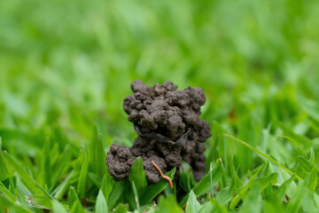 The grassy ground with many earth worms' feces shows that the ground there is rich., Feces of earthworms in a green lawn.