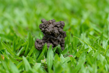 The grassy ground with many earth worms' feces shows that the ground there is rich., Feces of...