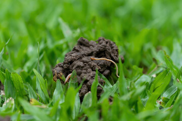 The grassy ground with many earth worms' feces shows that the ground there is rich., Feces of...