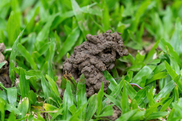 The grassy ground with many earth worms' feces shows that the ground there is rich., Feces of earthworms in a green lawn.