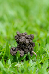The grassy ground with many earth worms' feces shows that the ground there is rich., Feces of earthworms in a green lawn.