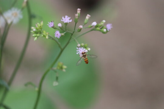 beautiful picture of bee on purple flower known as Cyanthillium cinereum