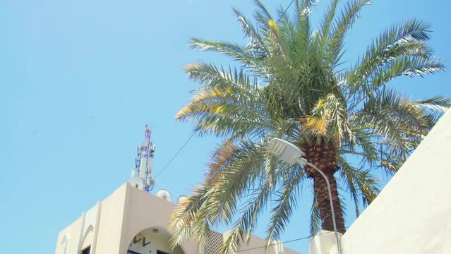 Palm tree in Block 338 neighborhood of Adliya