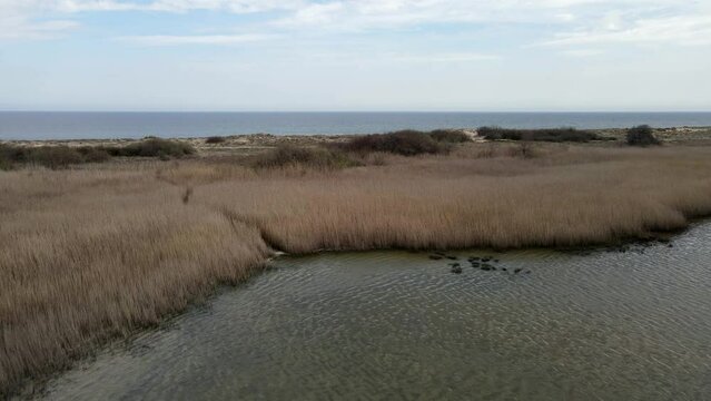 Aerial view coastal dune lake with flying birds