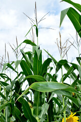 Corn stalks under blue sky.