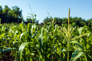 Green corn field with cobs and male flowers.