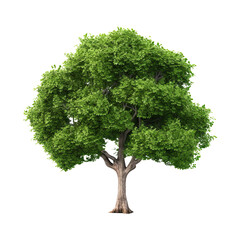 Fototapeta na wymiar Green tree on transparent background. Generative AI