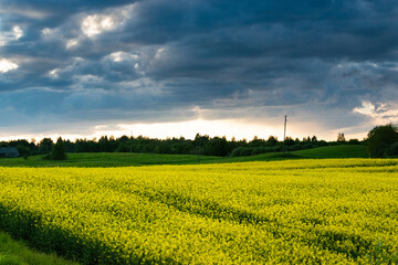 Yellow rapeseed field and the stormy sky with a small amount of sunlight.
