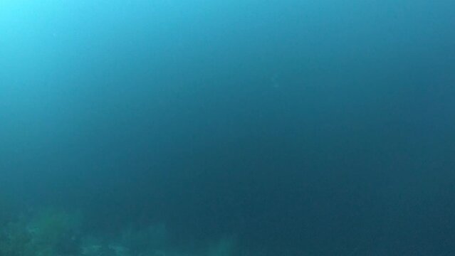underwater world diving fish diving underwater ocean