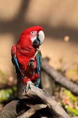 足で木をつんだベニコンゴウインコ