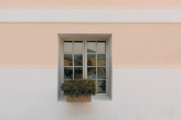 Pink wall with pretty old vintage window with flowerpot, plants and looking like beautiful texture. White window with pink wall.