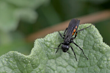 Anoplius viaticus, commonly known as the black-banded spider wasp, is a species of spider wasp, Crete