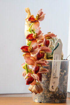 Beautiful orchid flower. Catasetum tupa variety. Branch peduncle with buds. A rare species of spotted orchid. Brown red flowering plant. Floriculture at home Bud multicolor on white background closeup