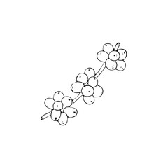 Hand-drawn Branch with coffee beans. Coffee on a branch sketch illustration. Vector Coffee plant.
