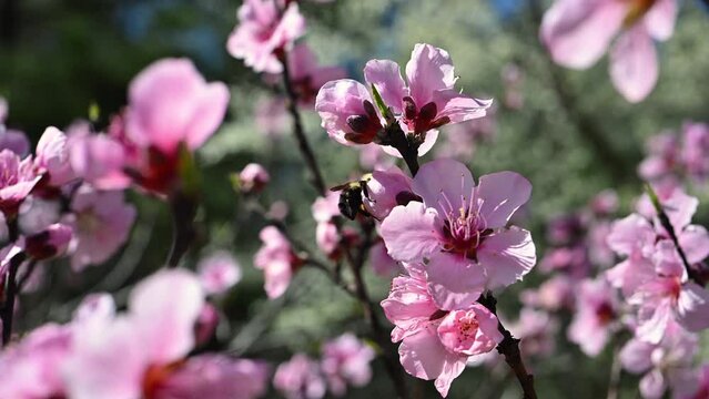 Bumblebee on peach flowers in early spring