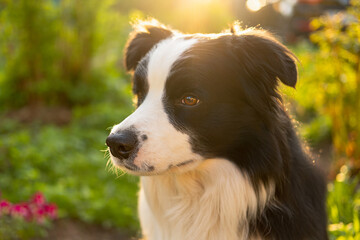 Outdoor portrait of cute smiling puppy border collie sitting on park background. Little dog with funny face in sunny summer day outdoors. Pet care and funny animals life concept