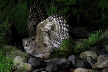 Blakiston's Fish Owl (Bubo blakistoni) in Hokkaido, Japan