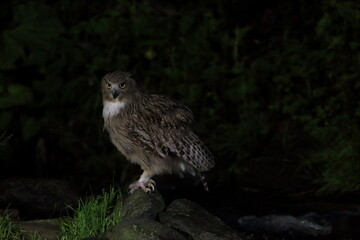 Blakiston's Fish Owl (Bubo blakistoni) in Hokkaido, Japan