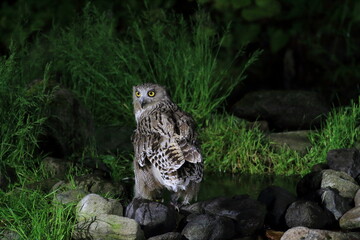 Blakiston's Fish Owl (Bubo blakistoni) in Hokkaido, Japan