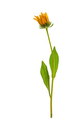 Rudbeckia flower on white background flat lay. Unopened yellow flower. © Yulia