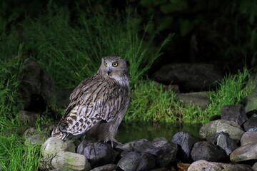 Blakiston's Fish Owl (Bubo blakistoni) in Hokkaido, Japan