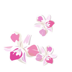 Naklejka na ściany i meble Orchid flowers vector isolated flat design 