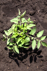 growing your tomato plants vegetables in garden