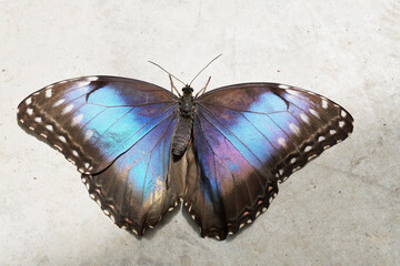 Peleides blue morpho butterfly, open wings