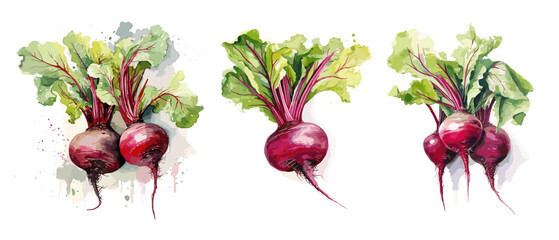 Beetroot, watercolor painting style illustration. Vector set.