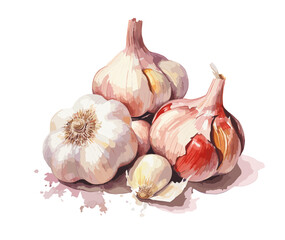 Garlic, watercolor painting style illustration