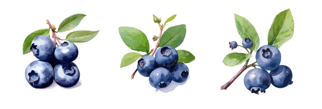 Blueberry, watercolor painting style illustration. Vector set.