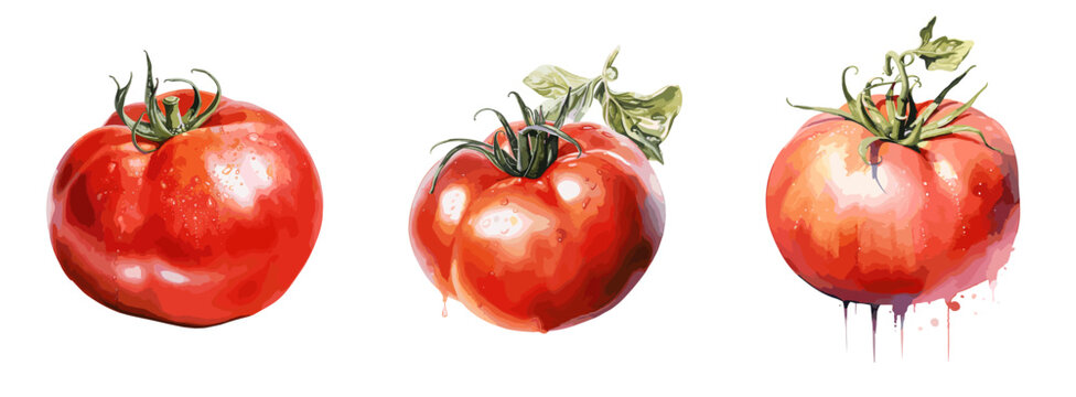 Tomato, watercolor painting style illustration. Vector set.