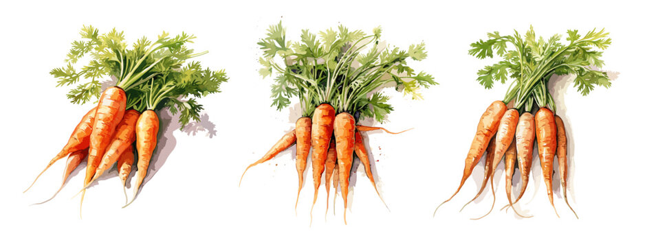 A bunch of carrots, watercolor painting style illustration. Vector set.