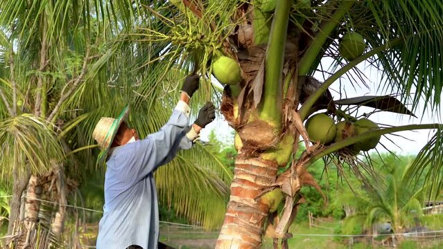 Slow motion Asian farmer is picking up small and short coconuts using cutting knife , whose fragrant water and soft flesh are perfect to sell as a beverage or called coconut with a flagrant juice.