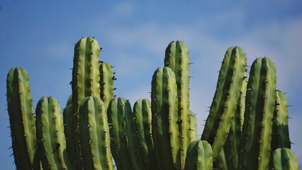 Cactus