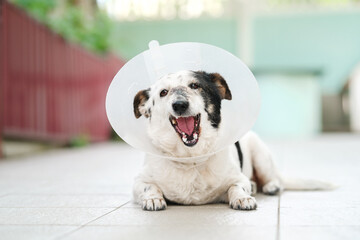 Adorable black and white mongrel dog in a vet collar is chewing kibble, lying in a backyard.
