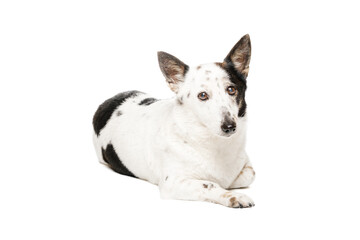 Cute black and white mongrel dog is lying, looking at the camera, on white background.