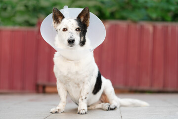 Cute black and white mongrel dog in a vet cone, sitting, looking at the camera.