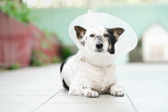 Sad black and white mongrel dog in a vet cone is lying, on the nose is scar from a recent surgery.
