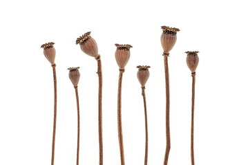 Poppy boxes on a white background. Creative layout.