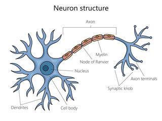 Neuron structure brain cell diagram schematic vector illustration. Medical science educational illustration