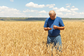 Naklejka na ściany i meble Experienced mature agronomist technician checking the growth of the wheat for a quality control in a cereal field in summer.