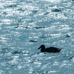 Giant Petrel , Peninsula Valdes, Unesco World heritage site, Chubut Province, Patagonia, Argentina.