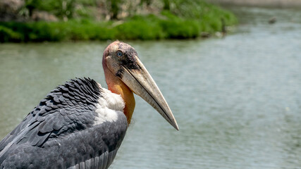 close up marabou stork bird in thailand